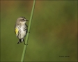 Yellow-rumped-Warbler;Warbler;Dendroica-coronata;one-animal;close-up;color-image